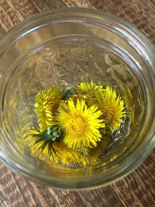 Making and Using Dandelion Oil…