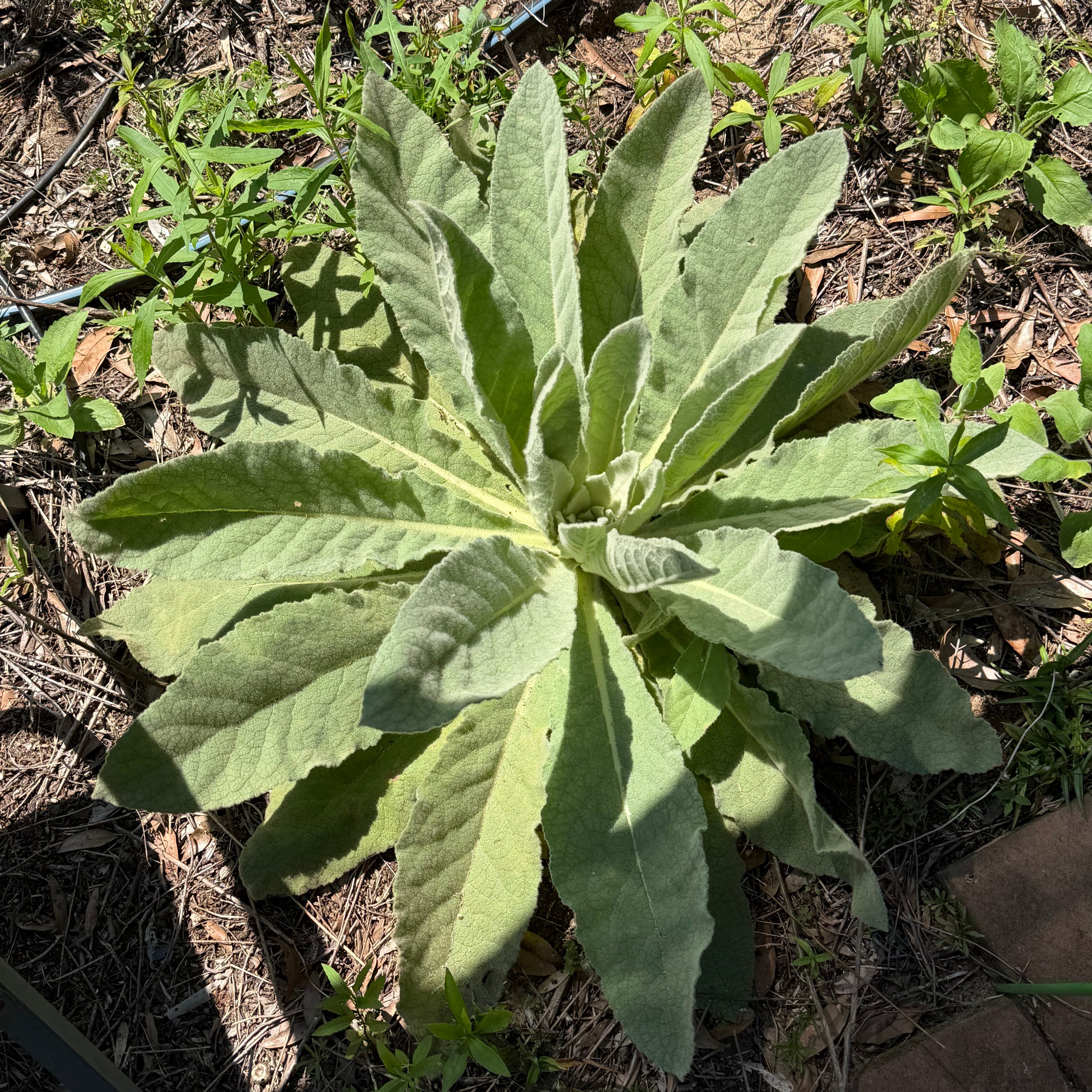 Two Ways People Use Mullein for Their Chest (And Why Both Have a Long History)