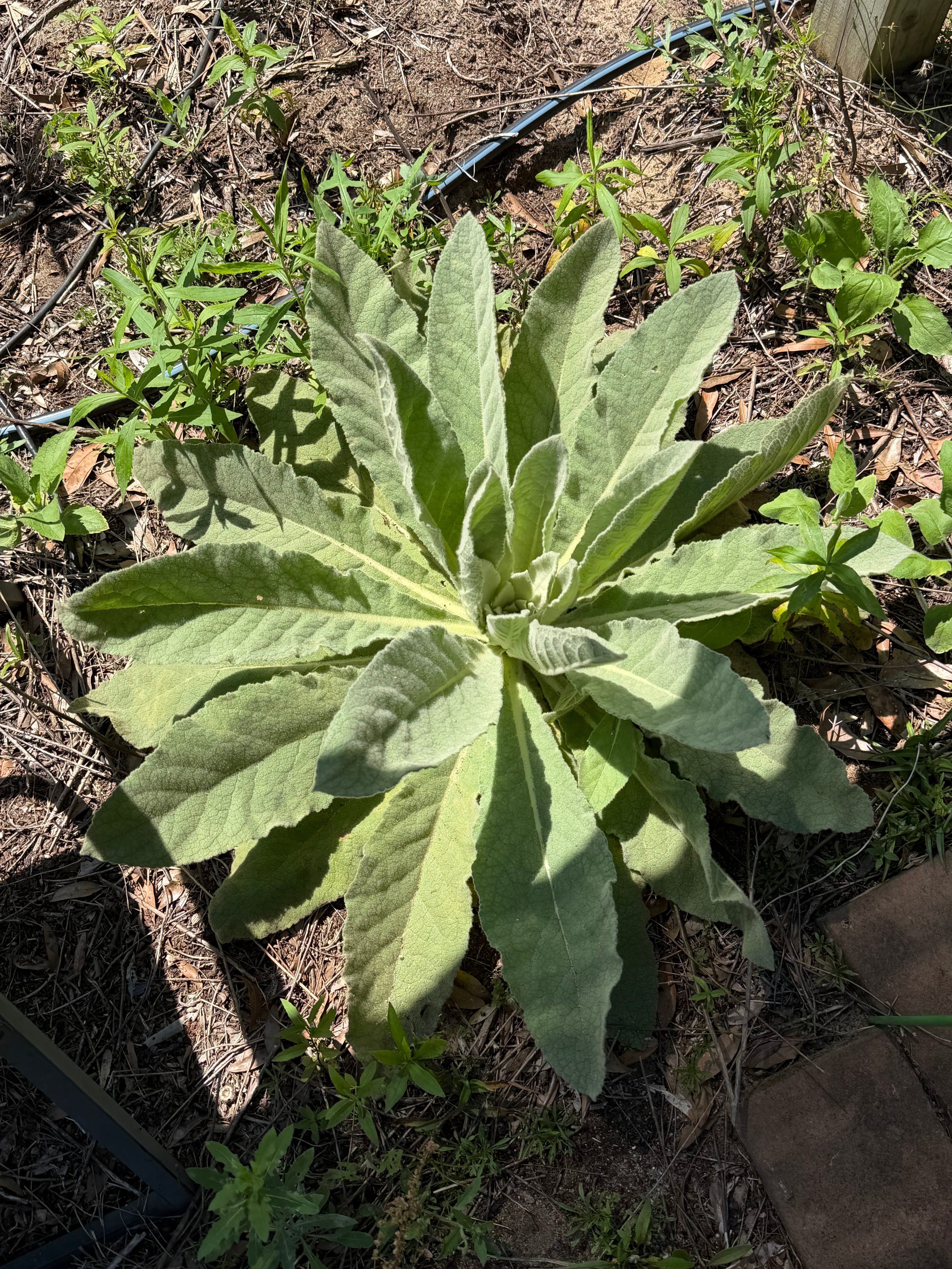 Two Ways People Use Mullein for Their Chest (And Why Both Have a Long History)