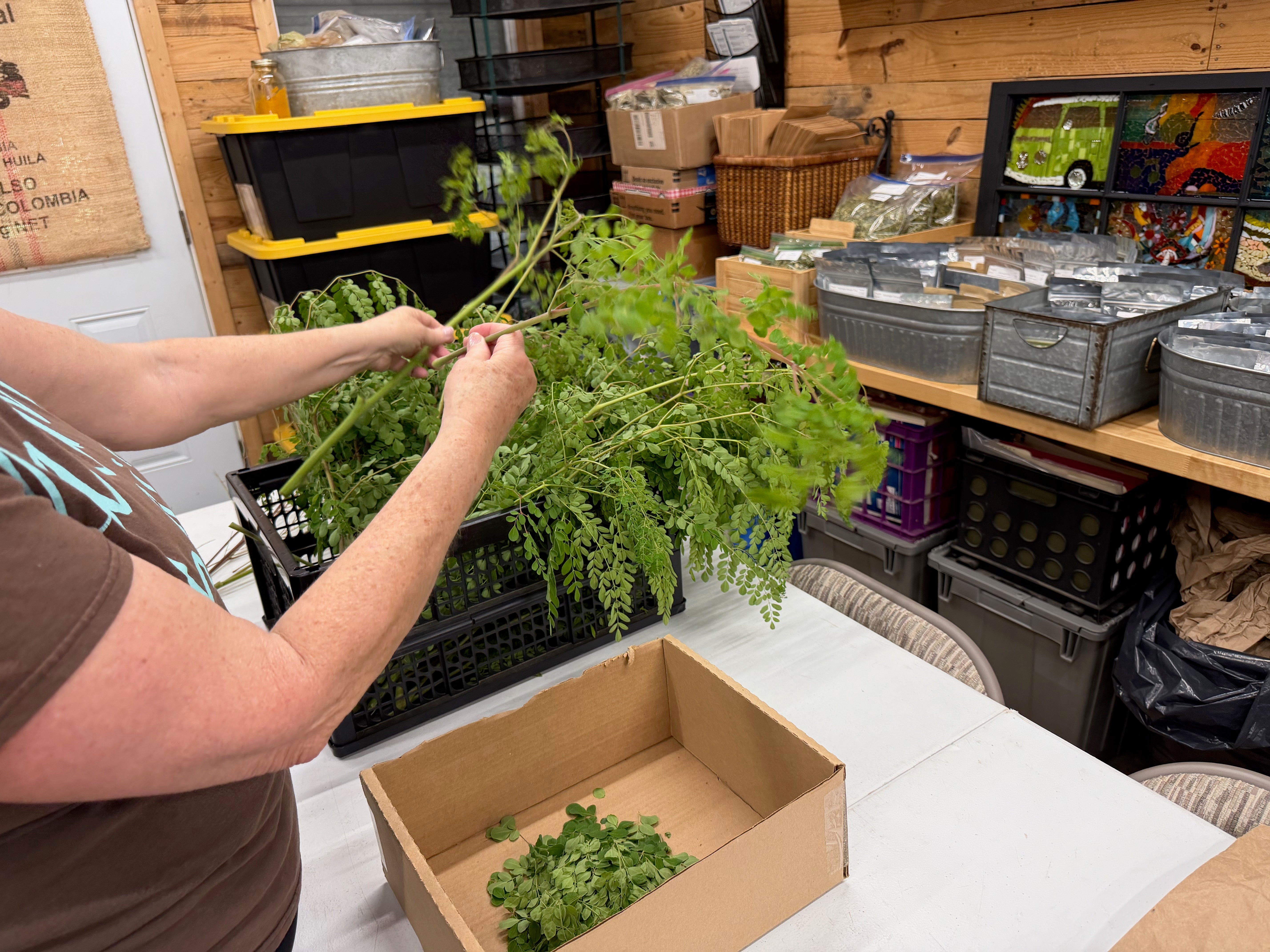 From Tree to Bag: How We Process Moringa After the Harvest