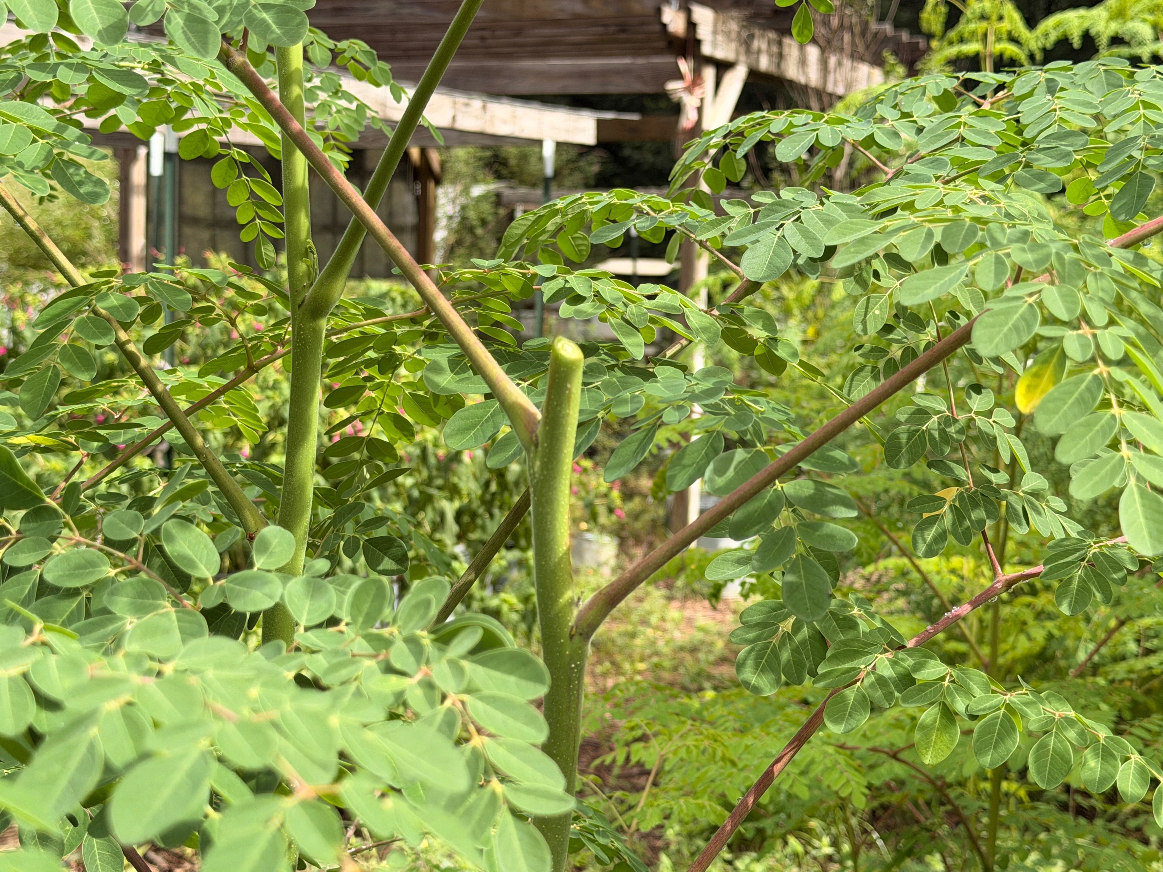 Moringa tree canopy after regrowth, Mayim Farm, Opp Alabama