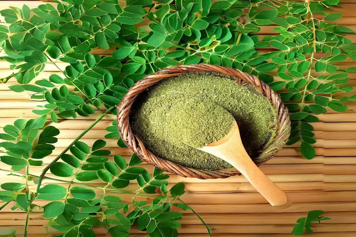 Dried Moringa, Proven Nutritional and Medicinal Value