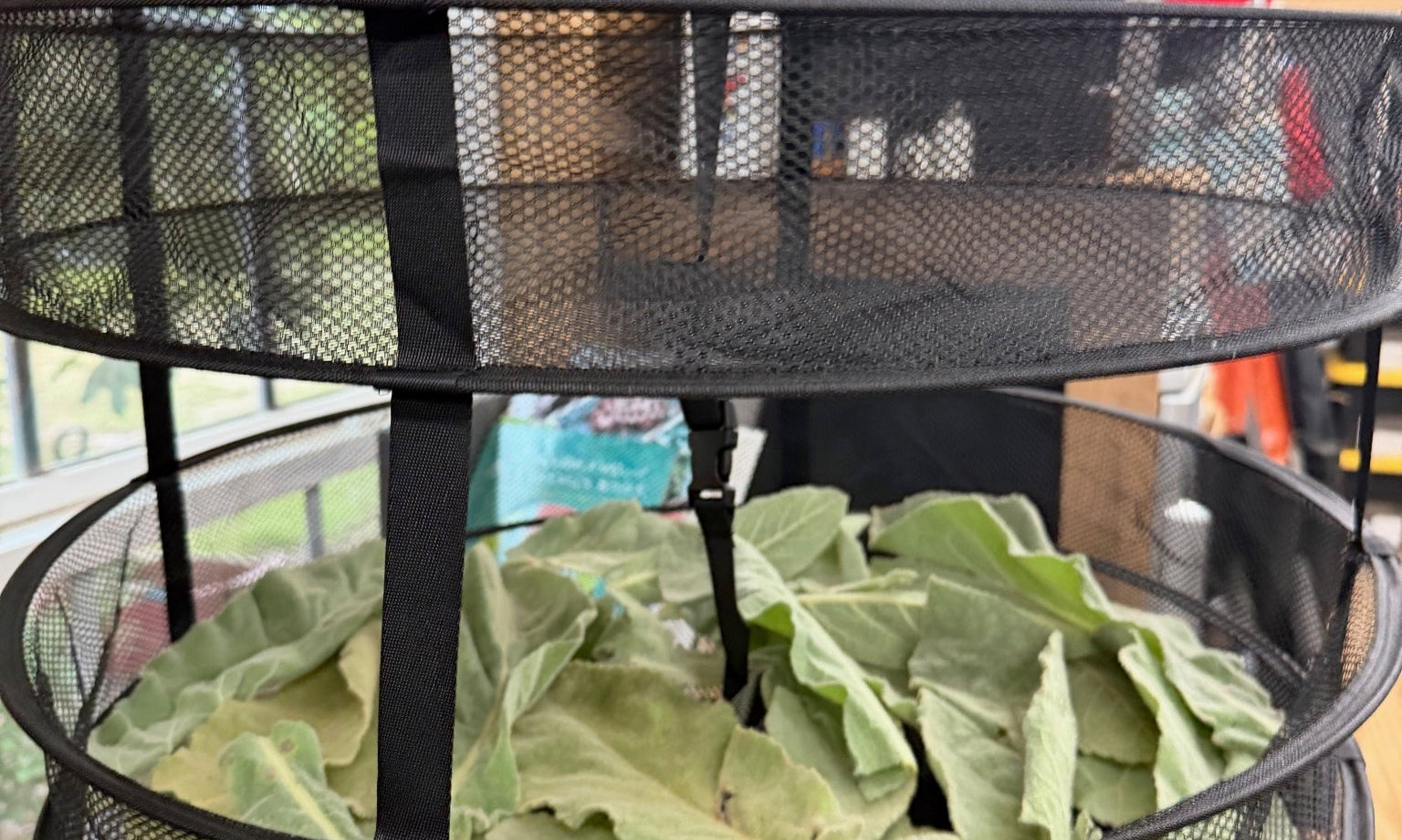 Fresh-picked mullein leaves drying on a stacker tray in our studio