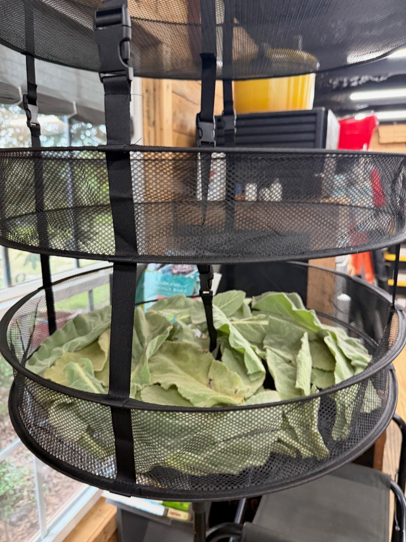 Fresh-picked mullein leaves drying on a stacker tray in our studio