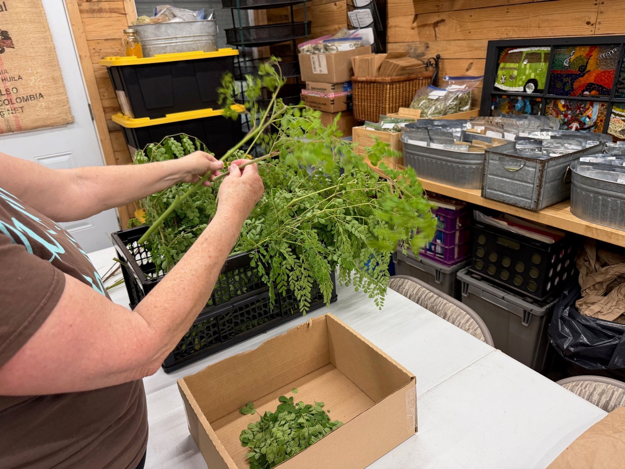From Tree to Bag: How We Process Moringa After the Harvest
