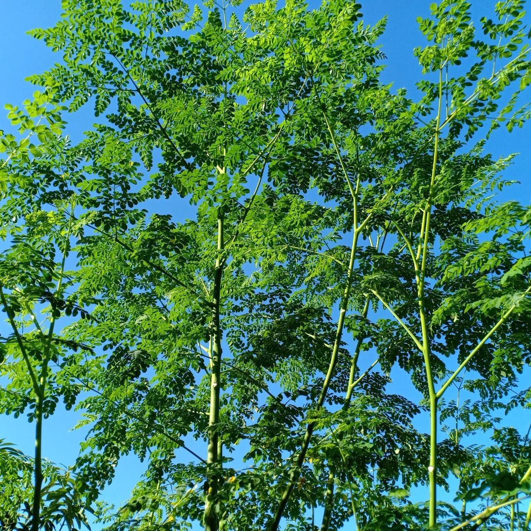 How to Tell If Moringa Powder Is High Quality | Mayim Farm
