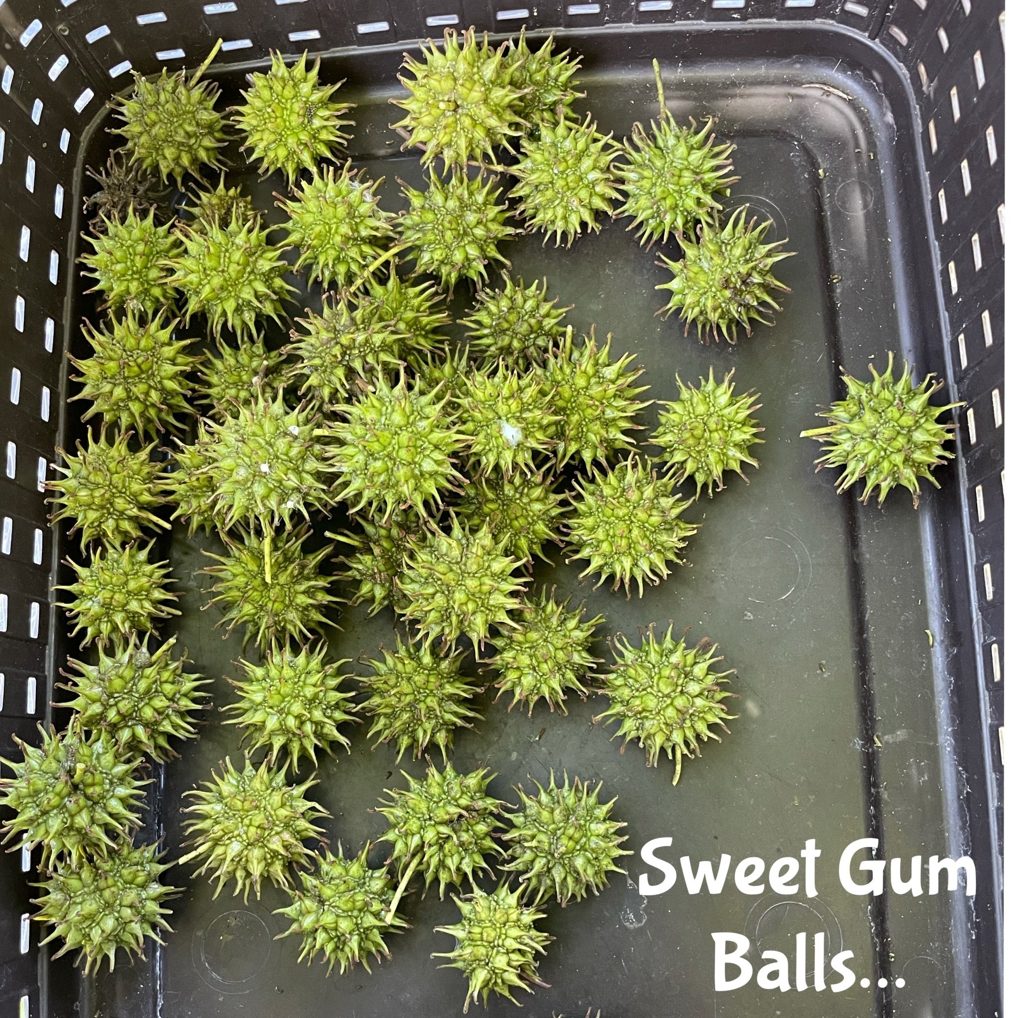 Green sweet gum balls picked by hand in south Alabama, gathered in a basket at Mayim Farm