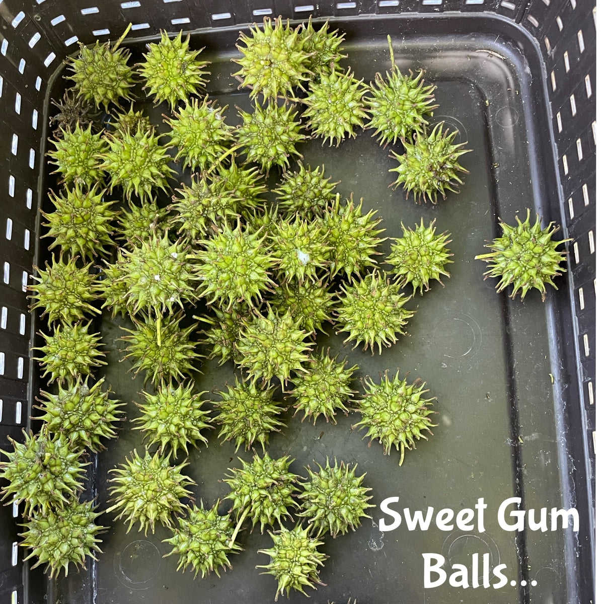 Green sweet gum balls picked by hand in south Alabama, gathered in a basket at Mayim Farm