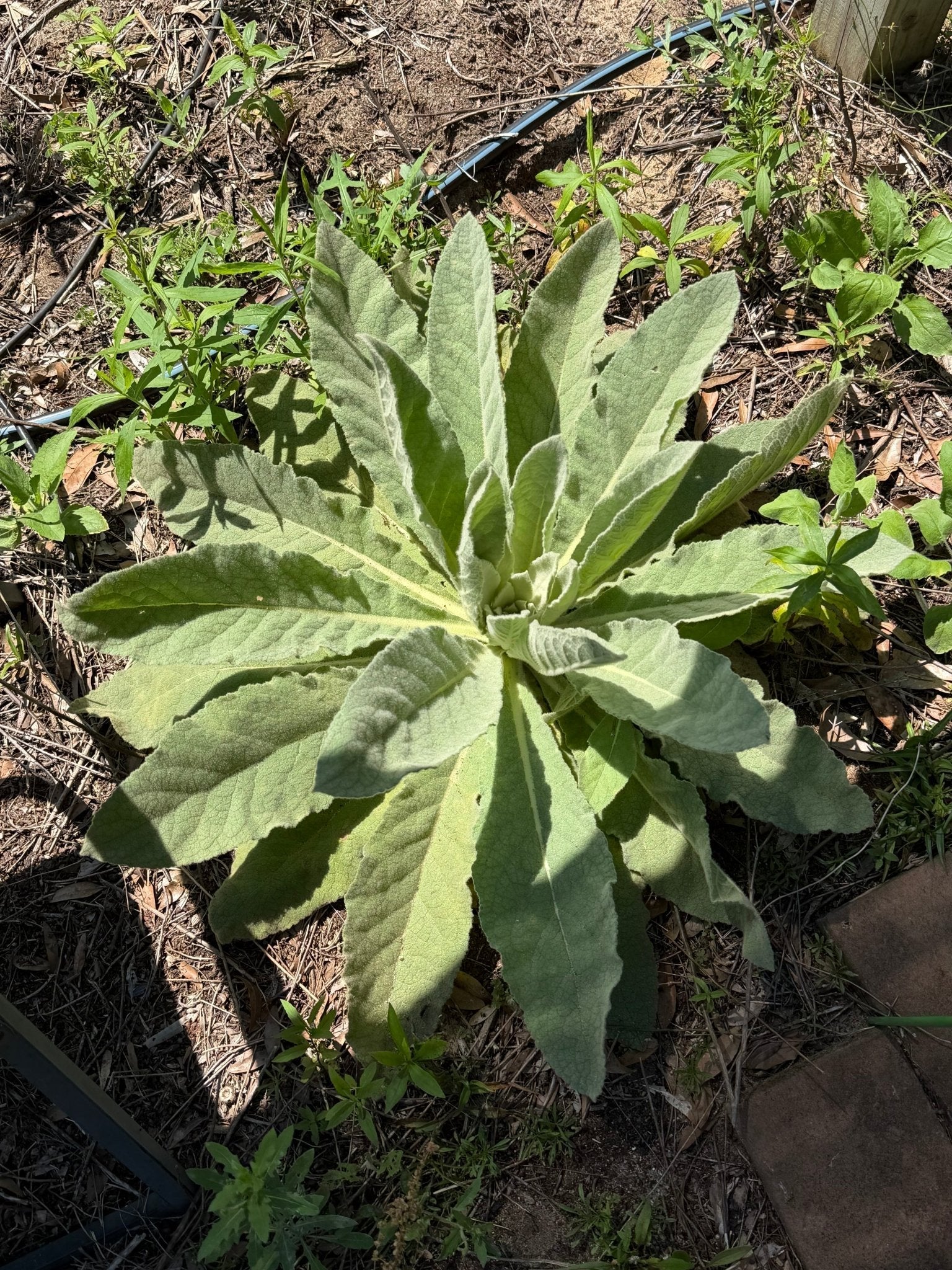Cup of mullein tea brewed from dried Alabama mullein leaf
