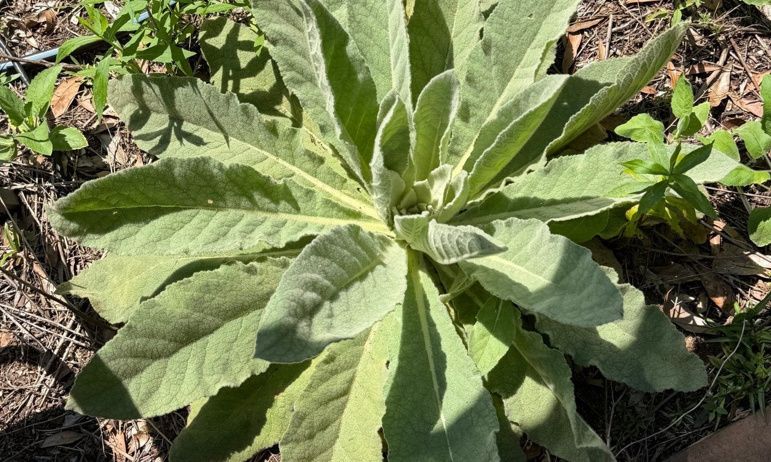 Cup of mullein tea brewed from dried Alabama mullein leaf