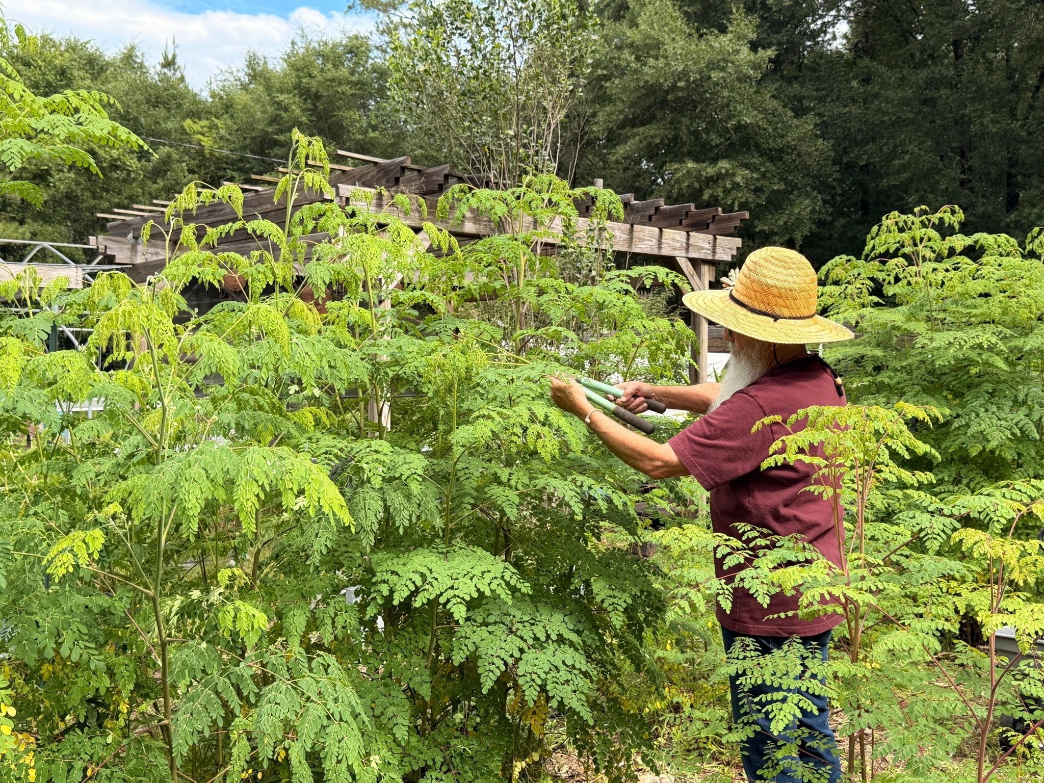 How We Manage Our Moringa Trees Through the Season