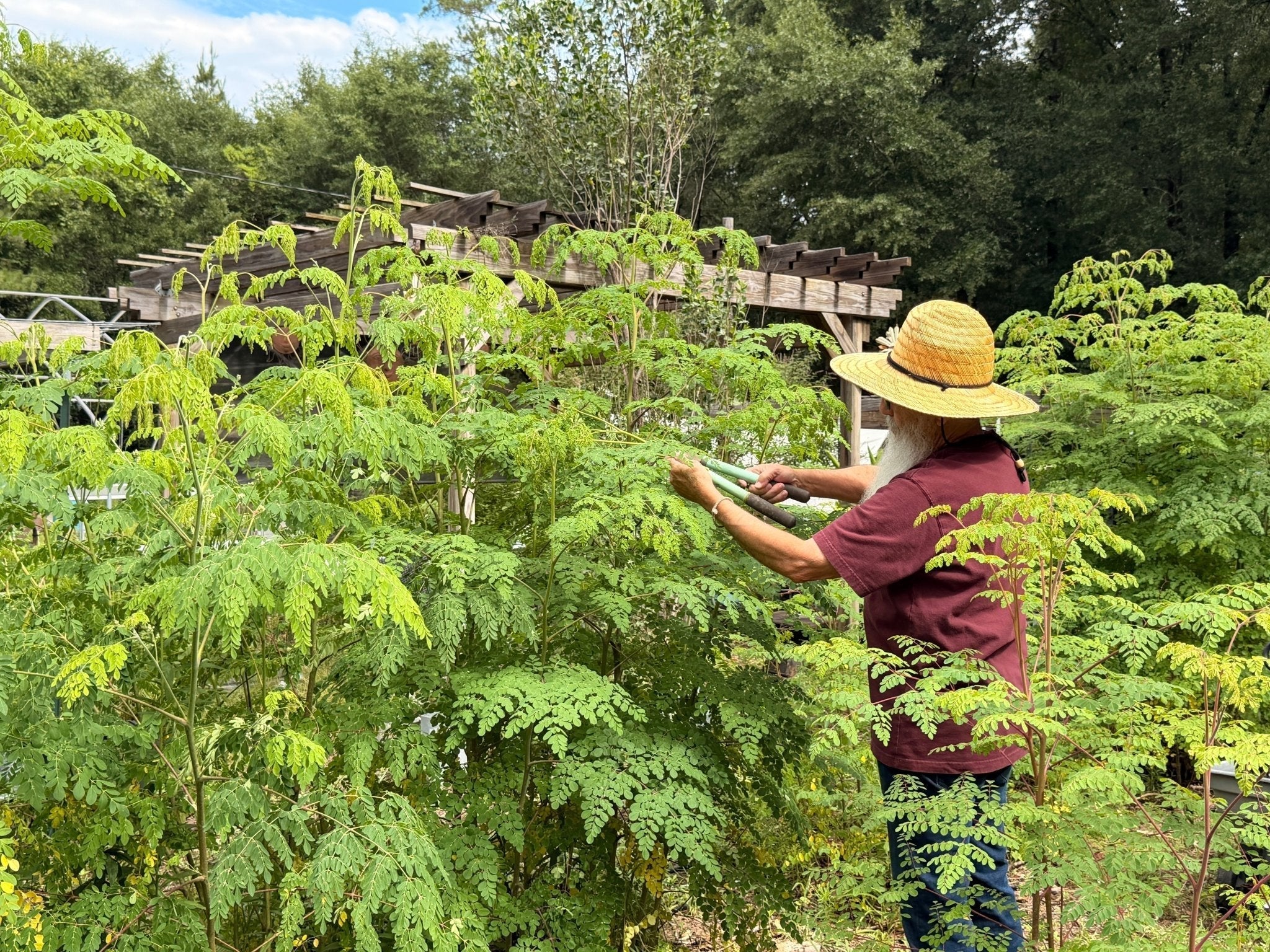 How We Manage Our Moringa Trees Through the Season