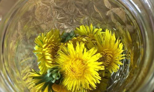 Making and Using Dandelion Oil…