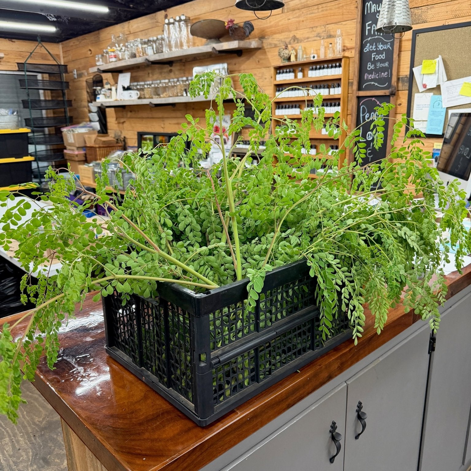 Moringa Was Recalled This Year. Here Is What Happened, and Where Ours Comes From