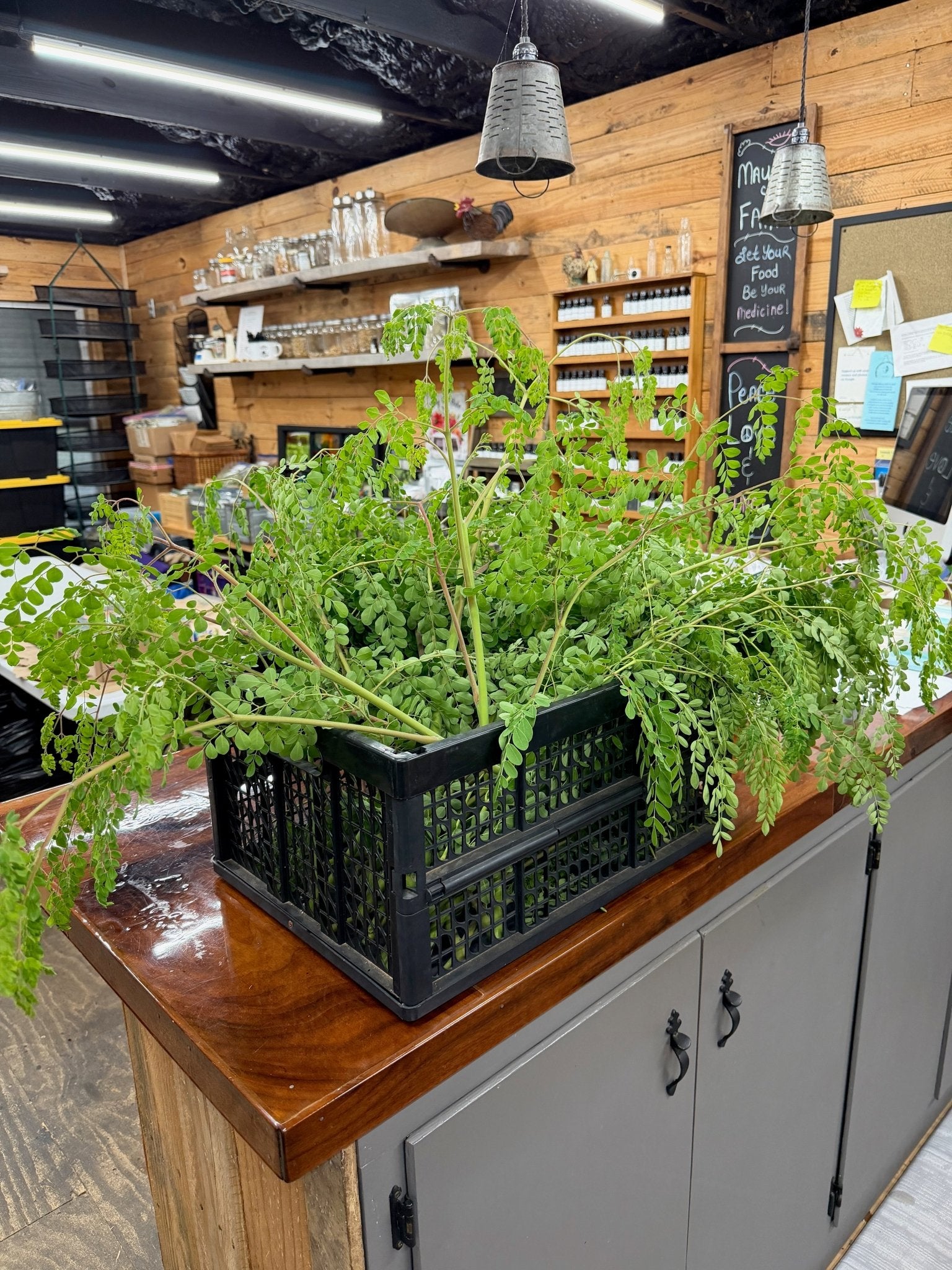 Moringa Was Recalled This Year. Here Is What Happened, and Where Ours Comes From