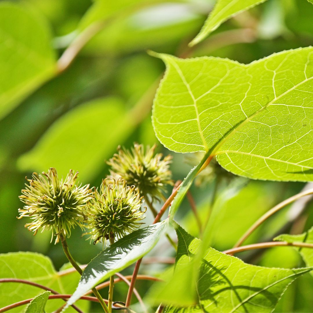 Sweetgum Tree leaves and fruit