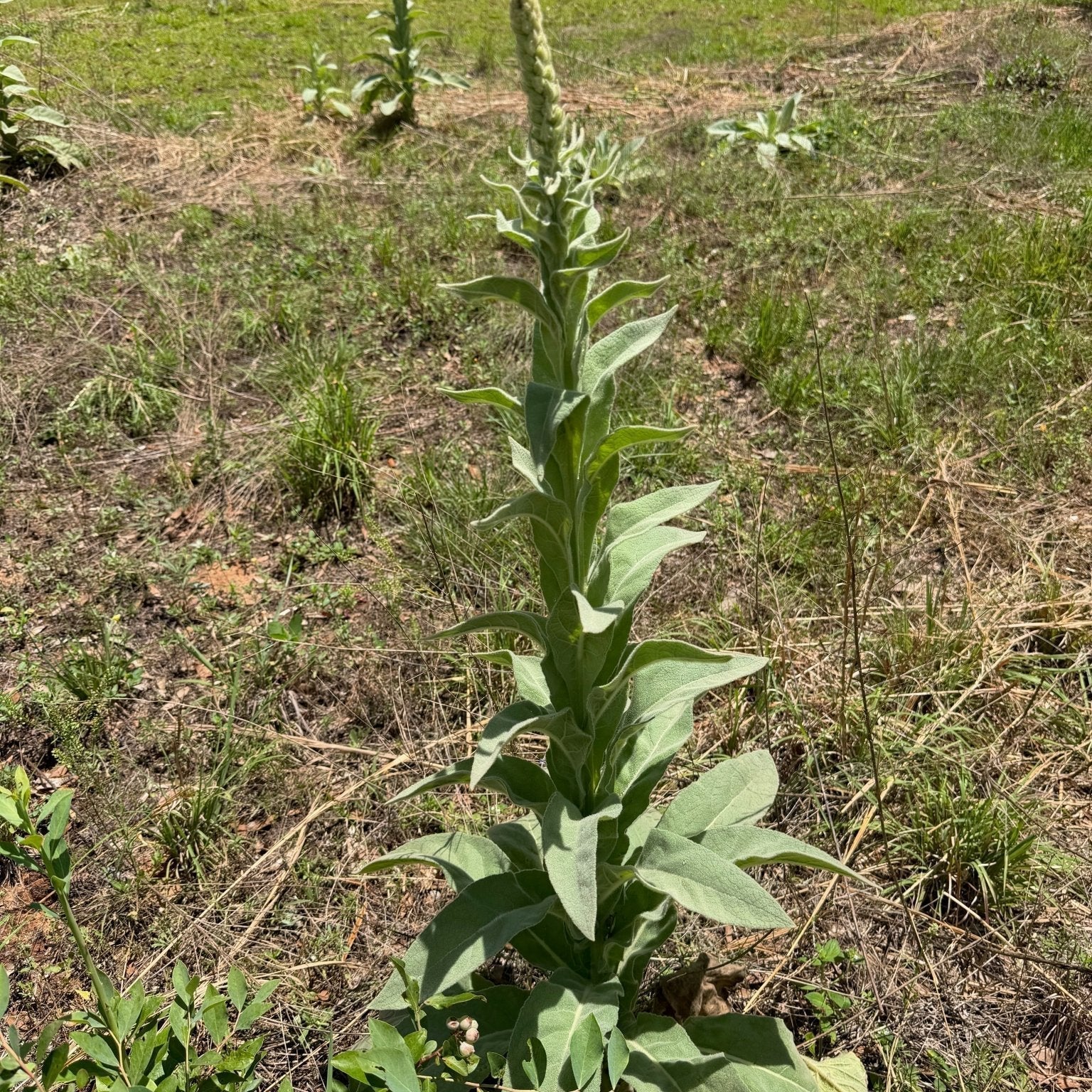Tall mature mullein stalk with flower spike forming, in the field on our farm in Opp, Alabama