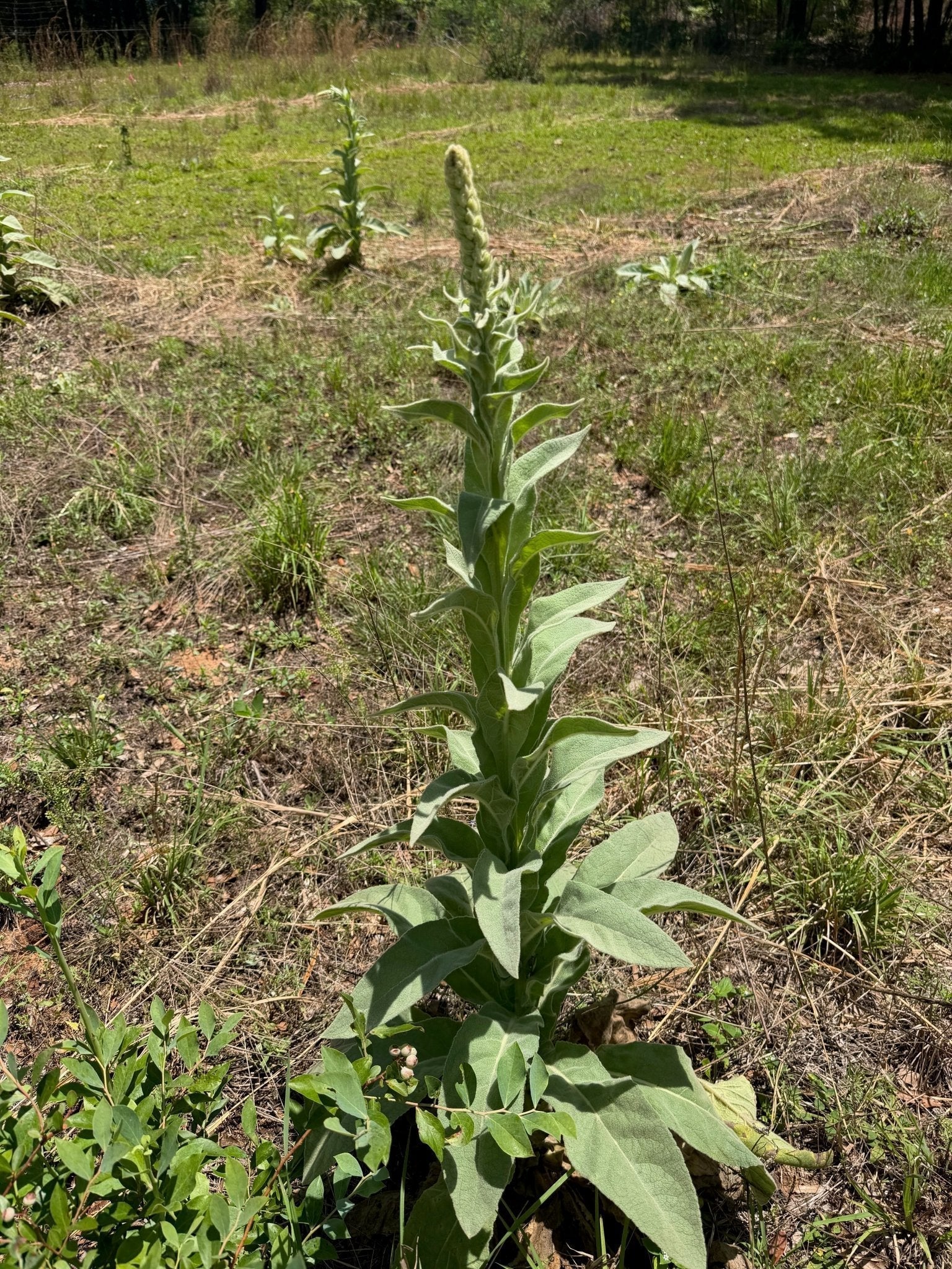 Tall mature mullein stalk with flower spike forming, in the field on our farm in Opp, Alabama