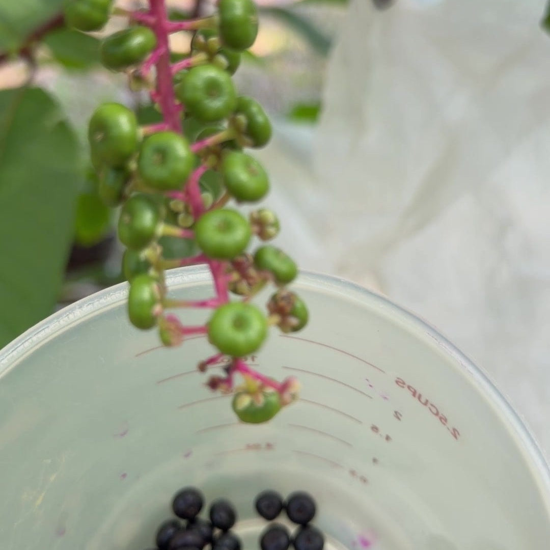 Why We Cover Our Poke Berries