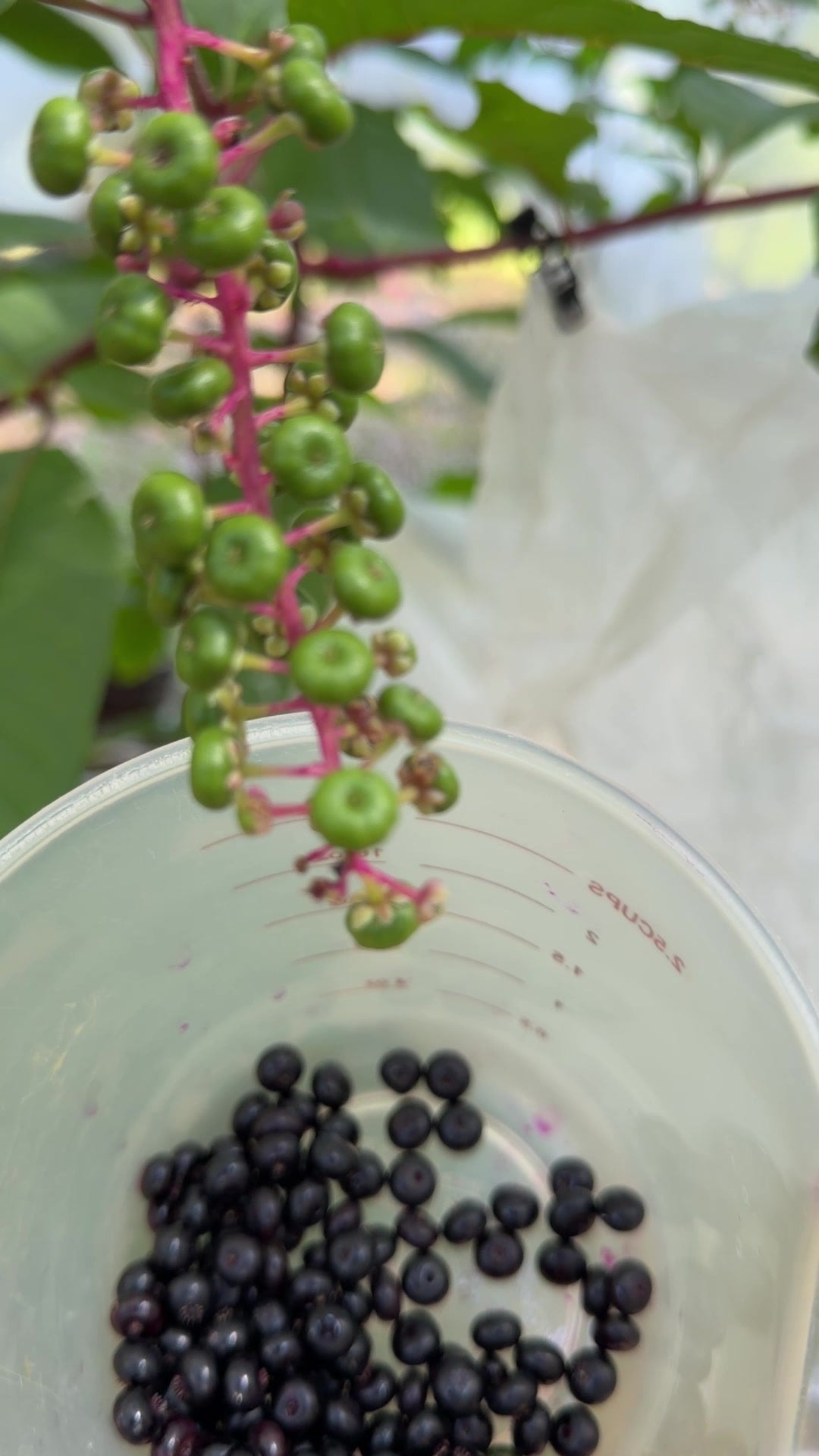 Why We Cover Our Poke Berries