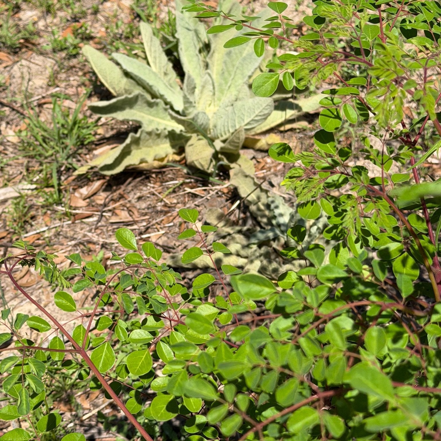 Wildcrafted mullein leaf drying on screens at Mayim Farm