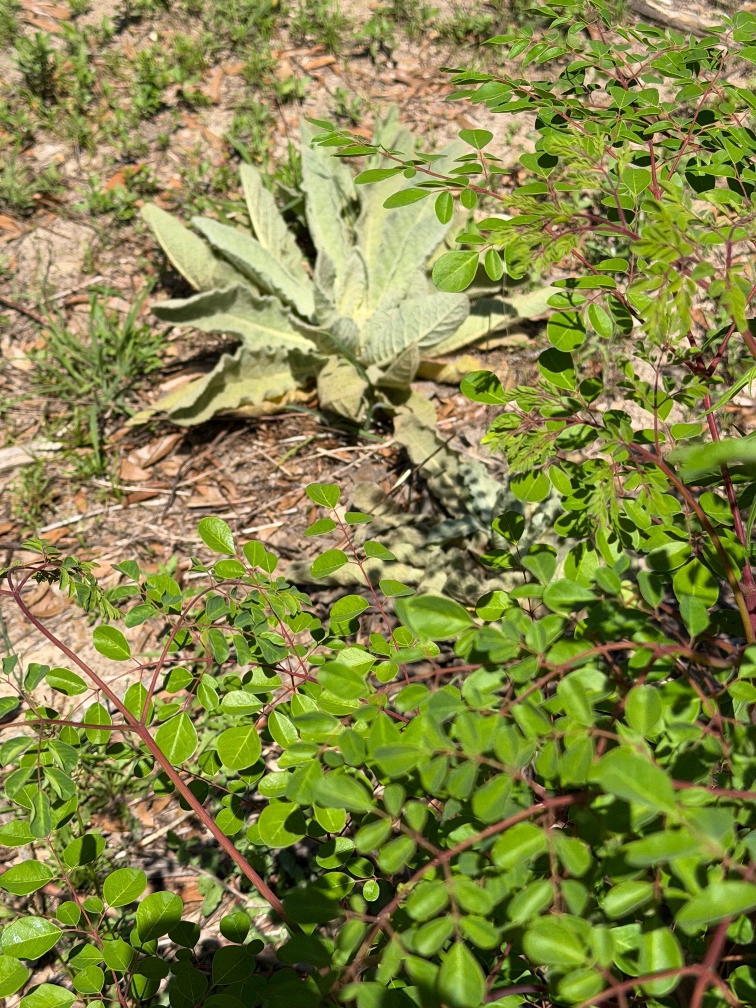 Wildcrafted mullein leaf drying on screens at Mayim Farm