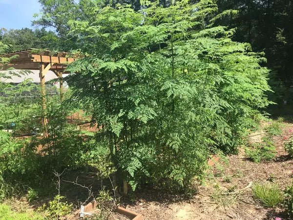 moringa grown in USA