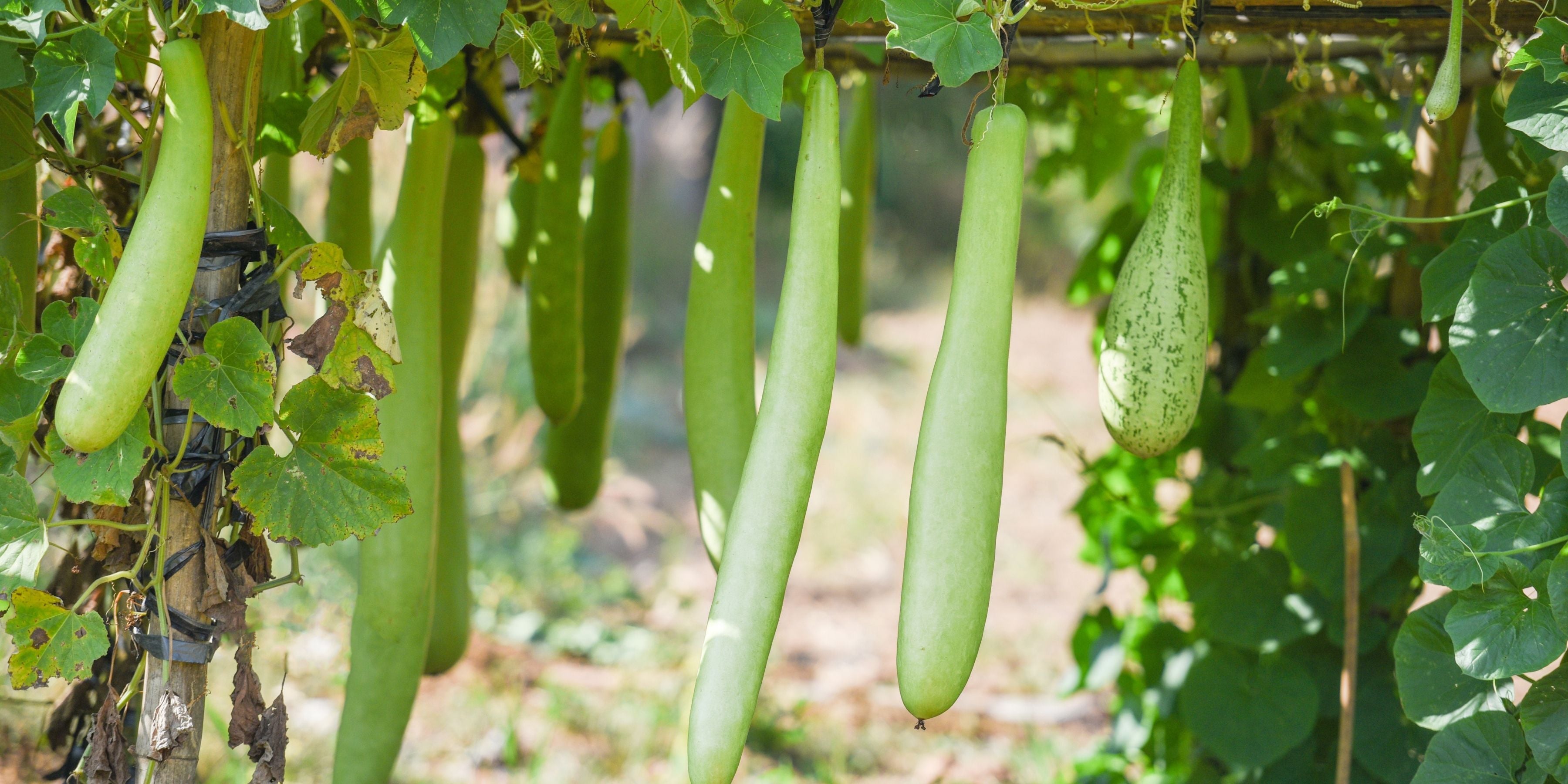 Real Plants. Real People. Real Alabama Farm.