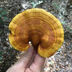 Red reishi mushroom double extract, extracted in small batches at Mayim Farm in Opp, Alabama